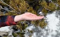chickadee perched on a hand