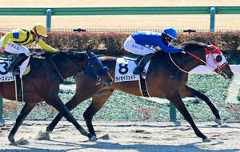 デビュー戦を勝利で飾ったタイセイジェイド(右)(カメラ・荒牧 徹)