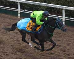 馬トク激走馬に計算されたサフィラ