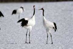 タンチョウってどんな鳥？道東に生息する大型鳥類の生態