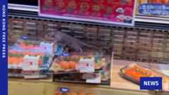 Authorities initiate prosecution after rat filmed scurrying across sushi chiller at Don Don Donki store