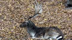 Hunting Regions of New Zealand: Exotic Adventures and Unique Wildlife