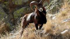 European Hunting Traditions: From the Alps to the Carpathians