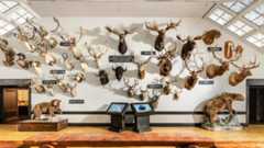 Hunting Grounds of Scandinavia: Wild Nature and Northern Trophies