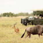 Hunting in Africa’s National Parks: Safari and Beyond