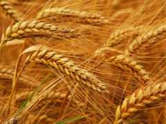 Lahore Grain Market Rates