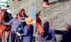 Horrifying moment a vet was KICKED and sent flying by Gold Cup winner Inothewayurthinkin