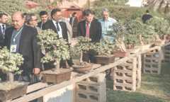 Nearly 200 exquisite trees on display at bonsai exhibition