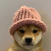 Dogwifhat meme.