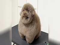 Scoobert Chiro TikTok Instagram dog