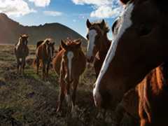 wild horses on Easter Island