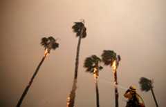 the Woolsey Fire burning palm trees