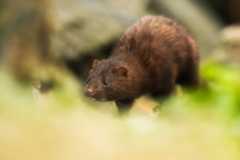 an American mink with brown fur walking in grass