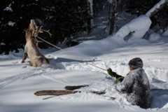 a man struggling in snow with a lassoed elk