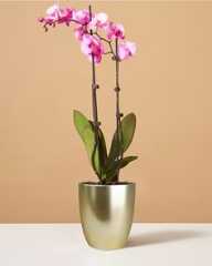 a potted plant with pink orchids in it on a white countertop next to a brown wall