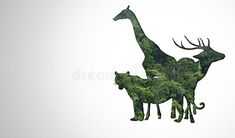 two giraffes standing next to each other in front of a white background