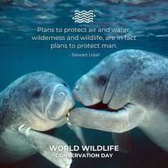 two manaos swimming in the water with a quote about conservation day