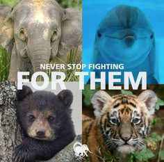 Animal Conservation Message, Animal Conservation Awareness Ideas, Protect Our Animals, Free Animals, Animal Conservation And Biodiversity, Nature Conservation Animal Rights, Save Our Animals, Wildlife Biology And Conservation, Animal Protection Awareness