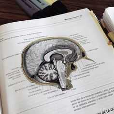 an open book showing the inside of a human head