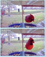 r/Kentucky - At the feeder in Western Kentucky