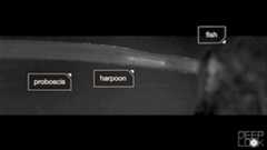 harpoon firing, from https://www.kqed.org/science/1923898/watch-these-snails-stab-fish-and-swallow-them-whole