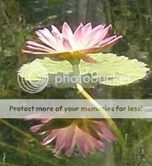 Lotus Reflection 2 (c) Faith Allen