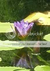 Pond 2 (c) Faith Allen