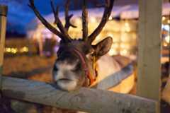 Santa grottos and experiences to try this Christmas around Birmingham and the Black Country