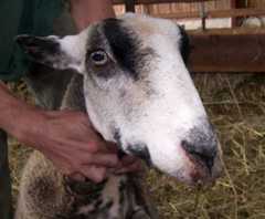 A ewe suffering with Bluetongue disease