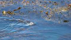 Bed of kelp in ocean