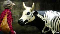 Woman examines model cow in Edinburgh