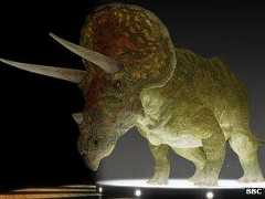 Triceratops