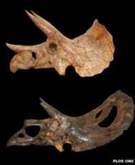 Skulls attributed to Triceratops and Torosaurus