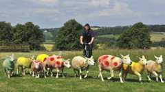 Sheep painted in Tour de France colours