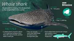 A whale shark infographic.