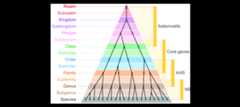 Universal virus taxonomy