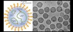 Virus