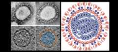 Coronaviridae