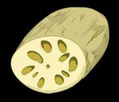 れんこん(蓮根)のイラスト