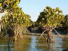 Hara Forests of Qeshm Island