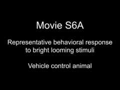 posterframe for video