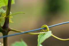 L’AOC Muscadet Sèvre et Maine - Muscadet
