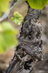 Notre Histoire - Muscadet