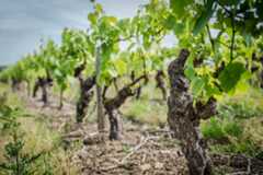 Carnet de Voyage - Muscadet