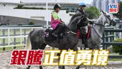 「銀騰」(圖) 助手踱一圈，步伐穩健力度充沛，馬身一直做得好靚，神態活躍暗火展現，正值勇境無走樣。