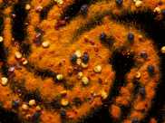 Her gün yemeklerinize bir miktar ekleyin