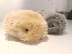 2024年11月にカシオ計算機から発売されたAIペットロボット「Moflin」