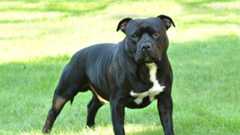 Ein schwarzer Staffordshire Bullterrier steht auf einer grünen Wiese.