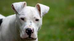 Weißer Hund mit schwarzen Flecken an Nase und Ohren steht vor unscharfem grünen Hintergrund.