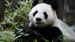 Ein Panda frisst Bambusblätter.